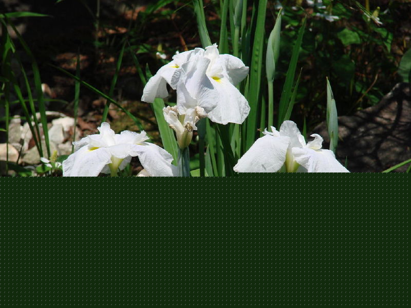 dsc04566em.jpg