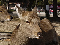 3hiroshima-p1050281.jpg