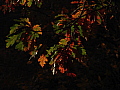 dsc04802.jpg