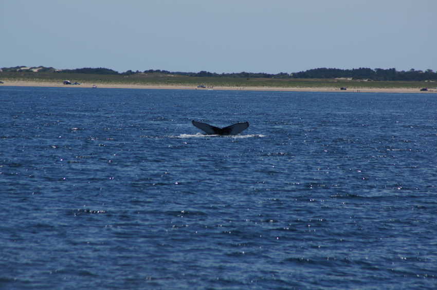 whale07212012-dsc00832.jpg