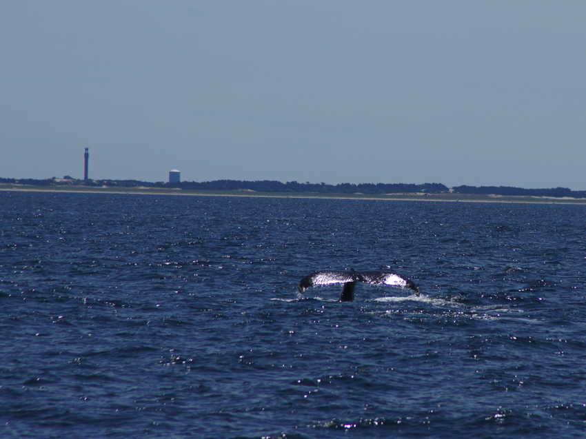 whale07212012-dsc00912.jpg