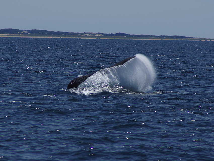 whale07212012-dsc00924.jpg