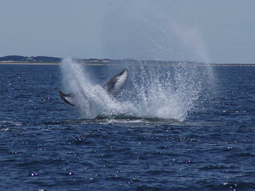 whale07212012-dsc00926.jpg