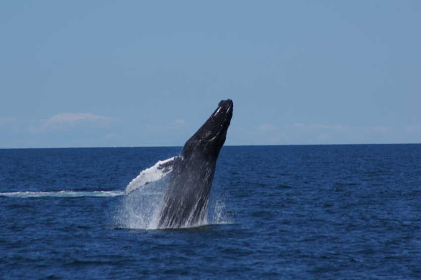 whale07212012-dsc01084.jpg