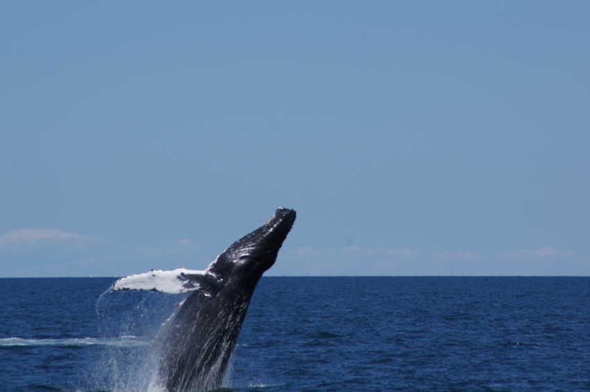 whale07212012-dsc01085.jpg