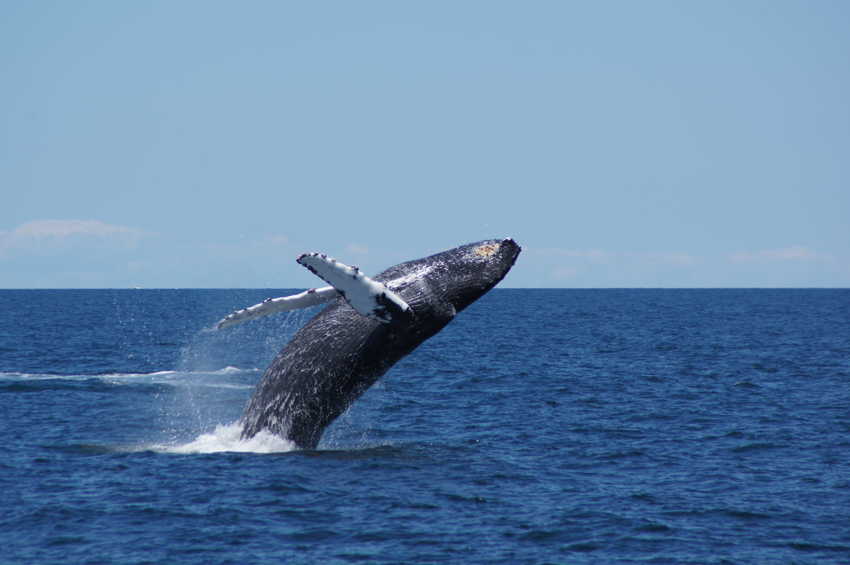 whale07212012-dsc01086.jpg