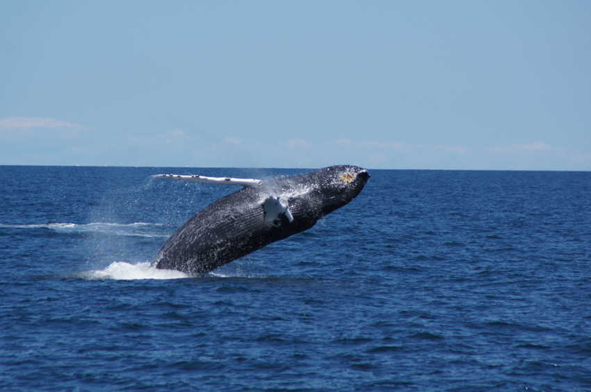 whale07212012-dsc01087.jpg