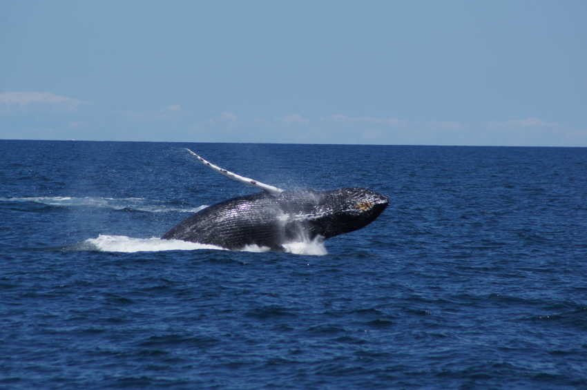 whale07212012-dsc01088.jpg