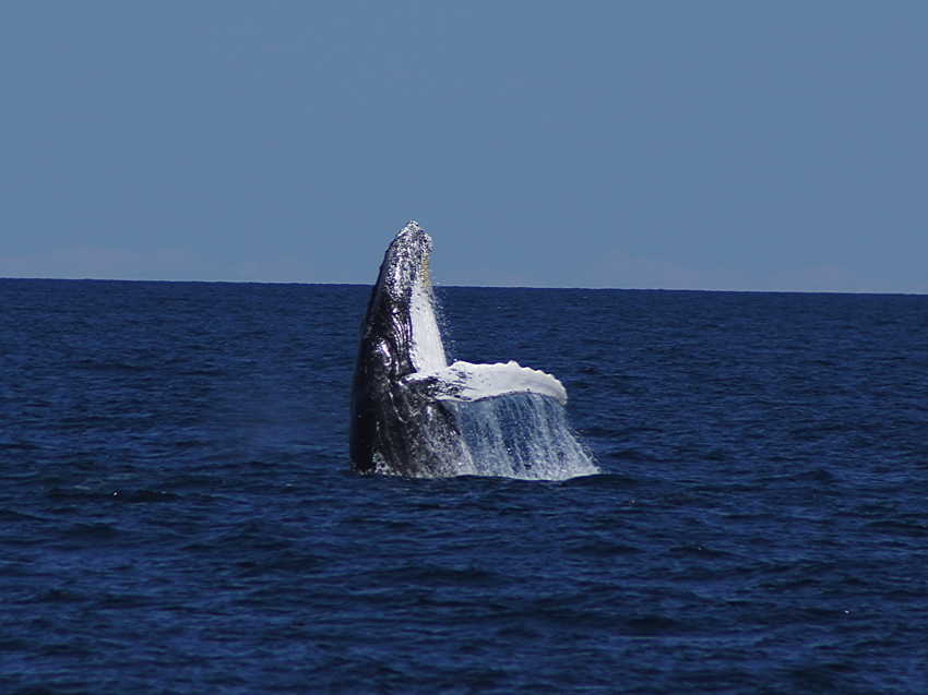 whale07212012-dsc01097.jpg