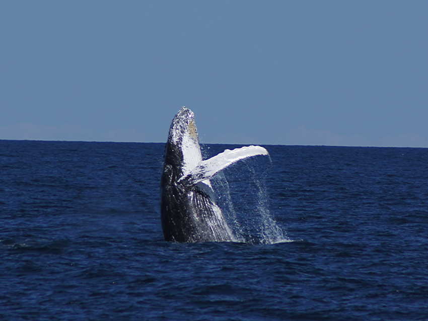 whale07212012-dsc01098.jpg