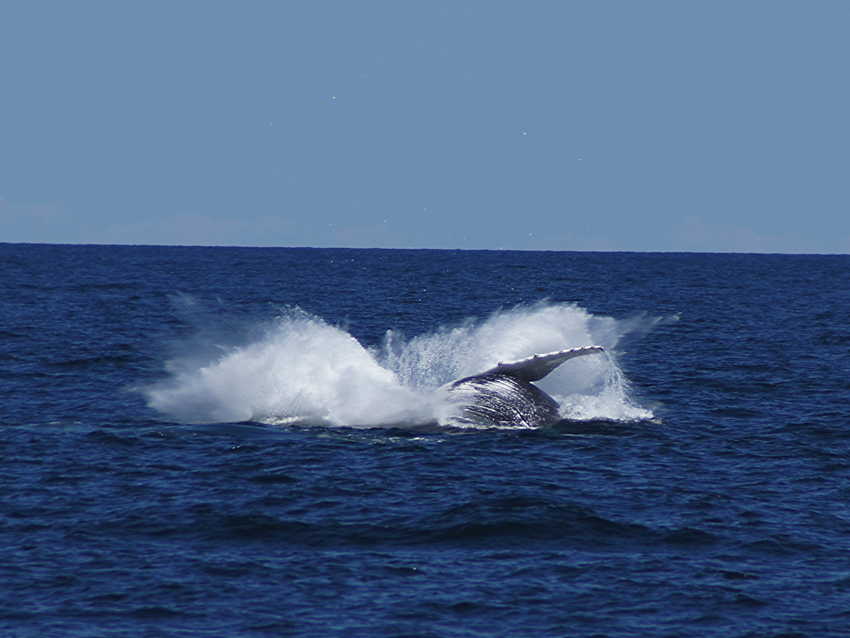whale07212012-dsc01101.jpg