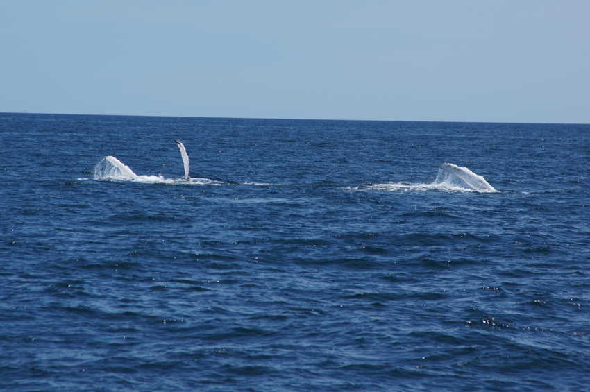 whale07212012-dsc01129.jpg
