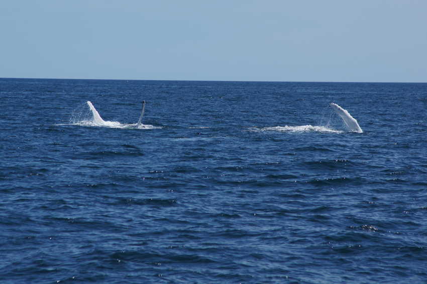 whale07212012-dsc01130.jpg