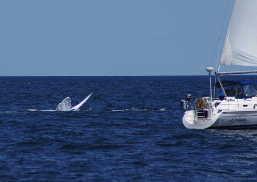 whale07212012-dsc01224.jpg