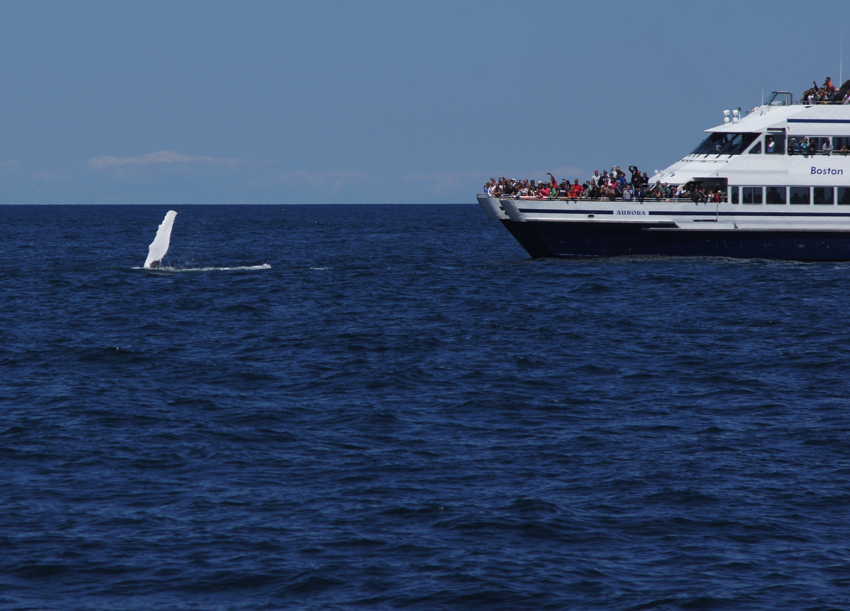 whale07212012-dsc01241.jpg