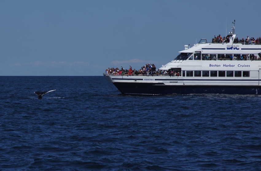 whale07212012-dsc01248.jpg