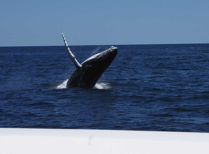 whale07212012-dsc01253.jpg