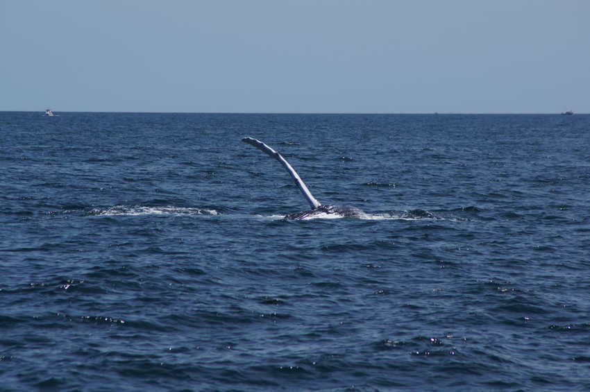 whale07212012-dsc01276.jpg