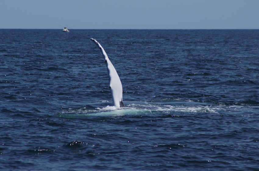 whale07212012-dsc01279.jpg