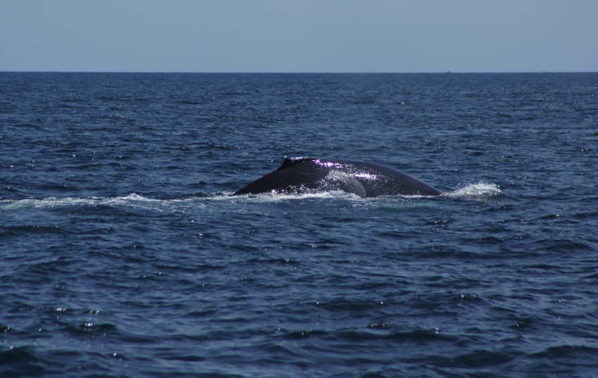 whale07212012-dsc01284.jpg
