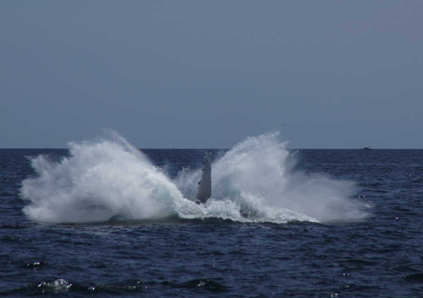 whale07212012-dsc01299.jpg