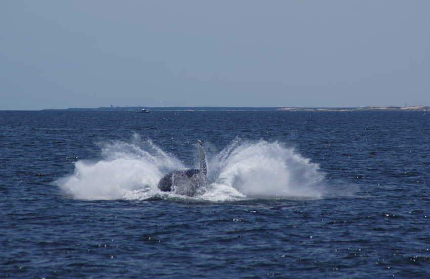 whale07212012-dsc01303.jpg