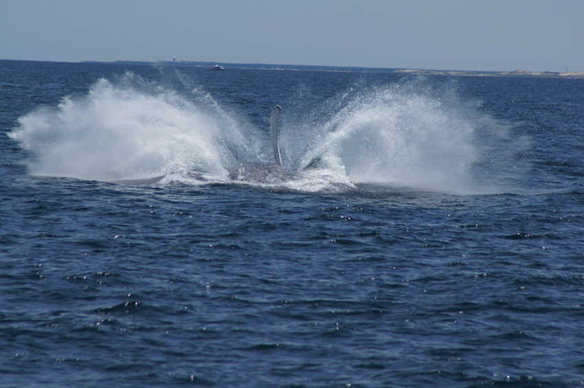whale07212012-dsc01304.jpg