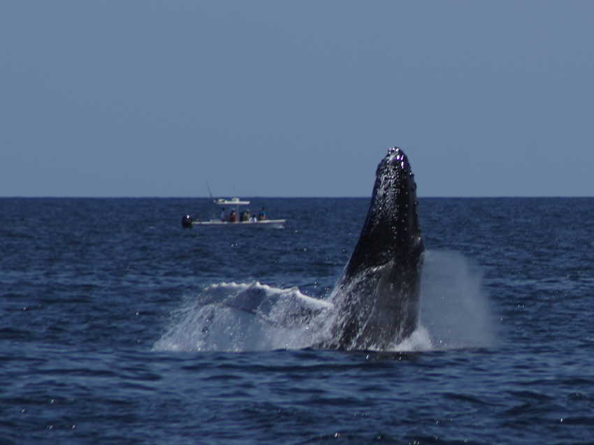 whale07212012-dsc01314.jpg