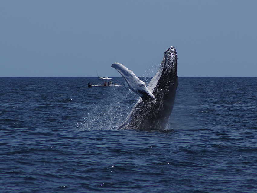 whale07212012-dsc01316.jpg