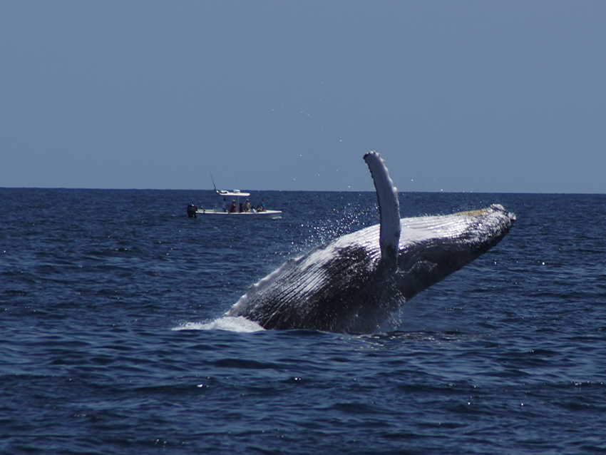 whale07212012-dsc01318.jpg