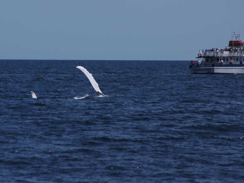 whale07212012-dsc01330.jpg