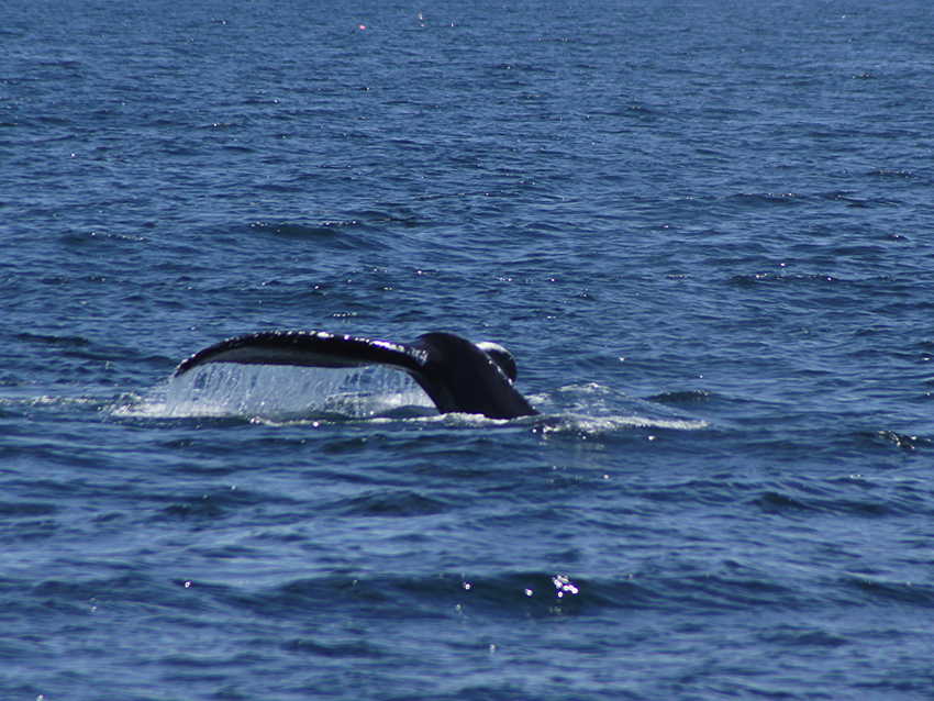 whale07212012-dsc01367.jpg