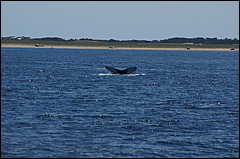 whale07212012-dsc00832.jpg