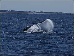 whale07212012-dsc00924.jpg