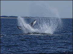 whale07212012-dsc00926.jpg