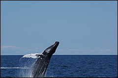 whale07212012-dsc01085.jpg
