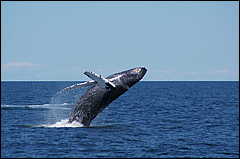 whale07212012-dsc01086.jpg