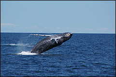whale07212012-dsc01087.jpg