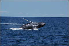 whale07212012-dsc01088.jpg