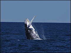 whale07212012-dsc01099.jpg