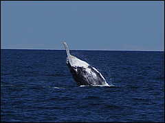 whale07212012-dsc01100.jpg