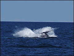 whale07212012-dsc01101.jpg