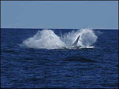 whale07212012-dsc01102.jpg