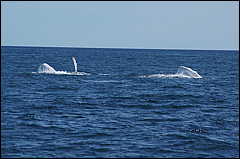whale07212012-dsc01129.jpg