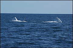 whale07212012-dsc01130.jpg