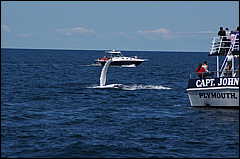 whale07212012-dsc01172.jpg