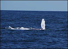 whale07212012-dsc01199.jpg