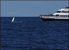 whale07212012-dsc01241.jpg