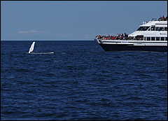 whale07212012-dsc01241.jpg