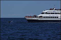 whale07212012-dsc01248.jpg